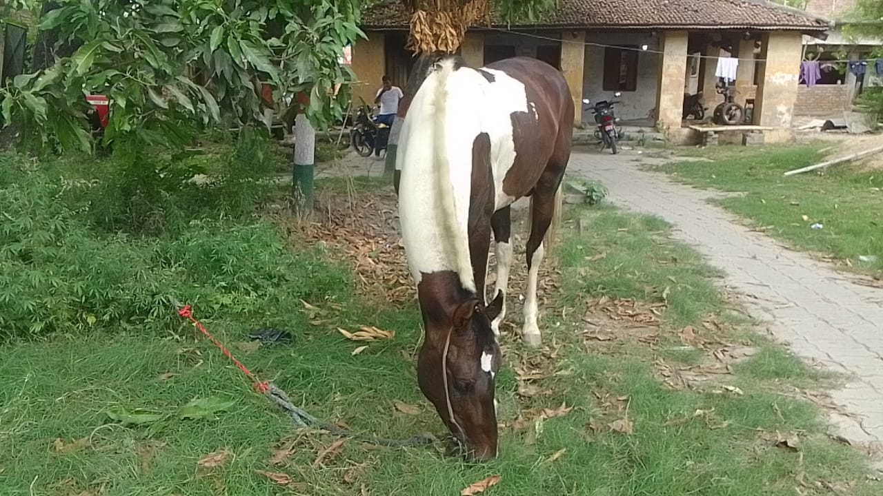 घोड़े की पीठ पर लदी 50 लीटर विदेशी शराब बरामद, शराब तस्कर फरार