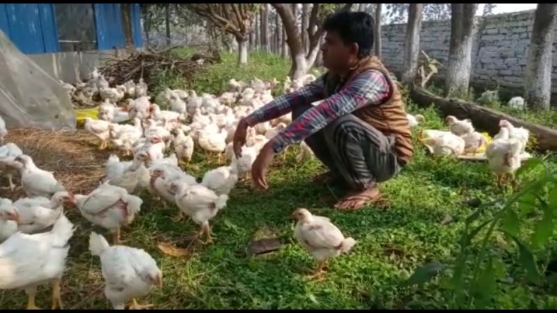15 रूपये किलो मुर्गा खरीदार नही तो छोड़ दिया खेत में, रोज सुबह बोल रही मुर्गा कुकुरू कु।