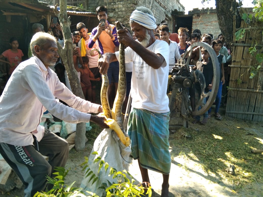 *चनपटिया प्रखंड में चरगाहा पंचायत के दो नंबर वार्ड में लक्ष्मीपुर कौवाहा गांव में छबीला शाह के घर में अजगर का नजारा देखने मिला*