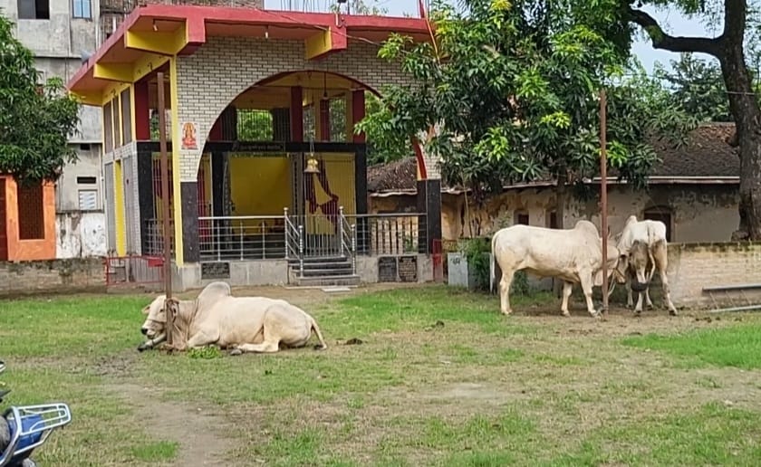 तस्करी के चार बैलों सहित एक पिकप को पुलिस ने किया जप्त।