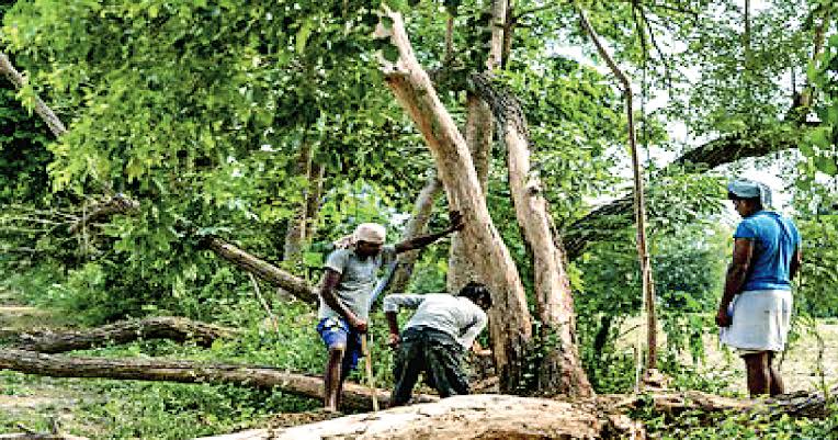 पर्यावरण के गीत गाने वाले क्यों नहीं लेते संकल्प।