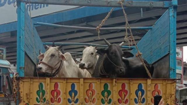 भारत-नेपाल सीमा पर सात मवेशी जब्त, नाका पर पुलिस को देखते ही तस्कर हो गए फरार!