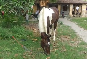 घोड़े की पीठ पर लदी 50 लीटर विदेशी शराब बरामद, शराब तस्कर फरार