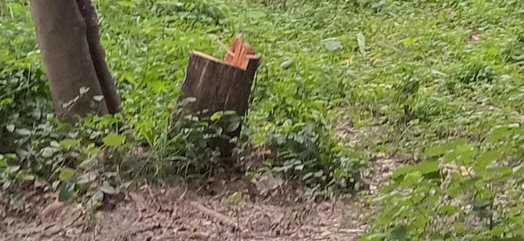 लौरिया में इस भीषण ठंड में हरियाली पर कुल्हाड़ी पड़ा भारी। ‌